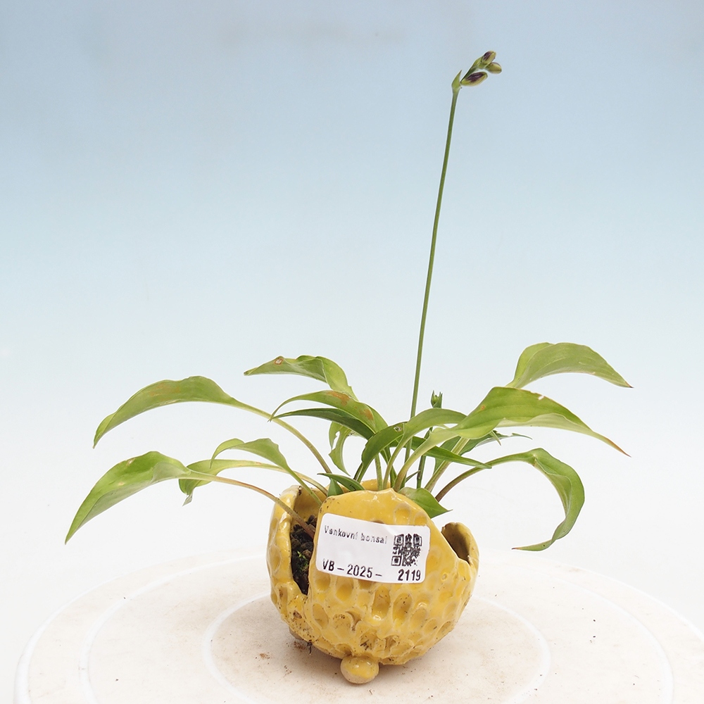 Bonsai im Freien - Mini Hosta - Göttin