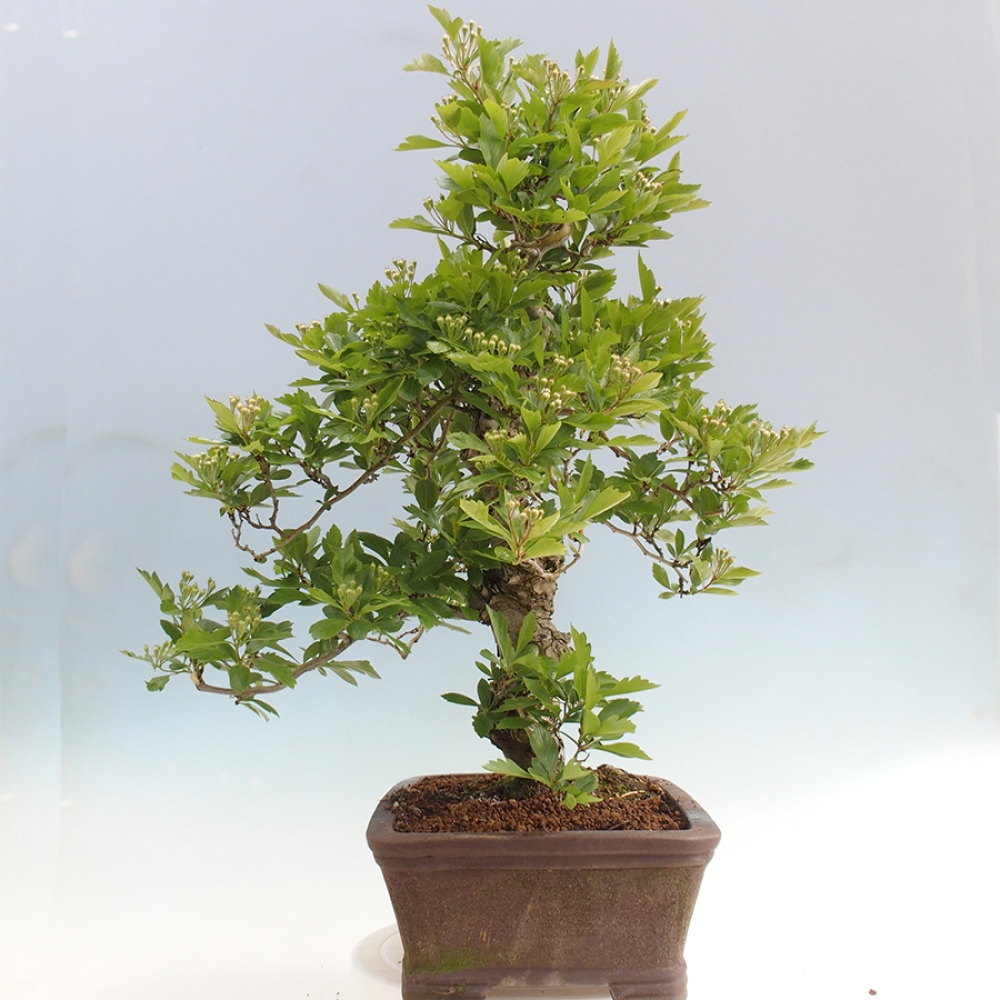 Bonsai im Freien - Weißdorn - Crataegus cuneata