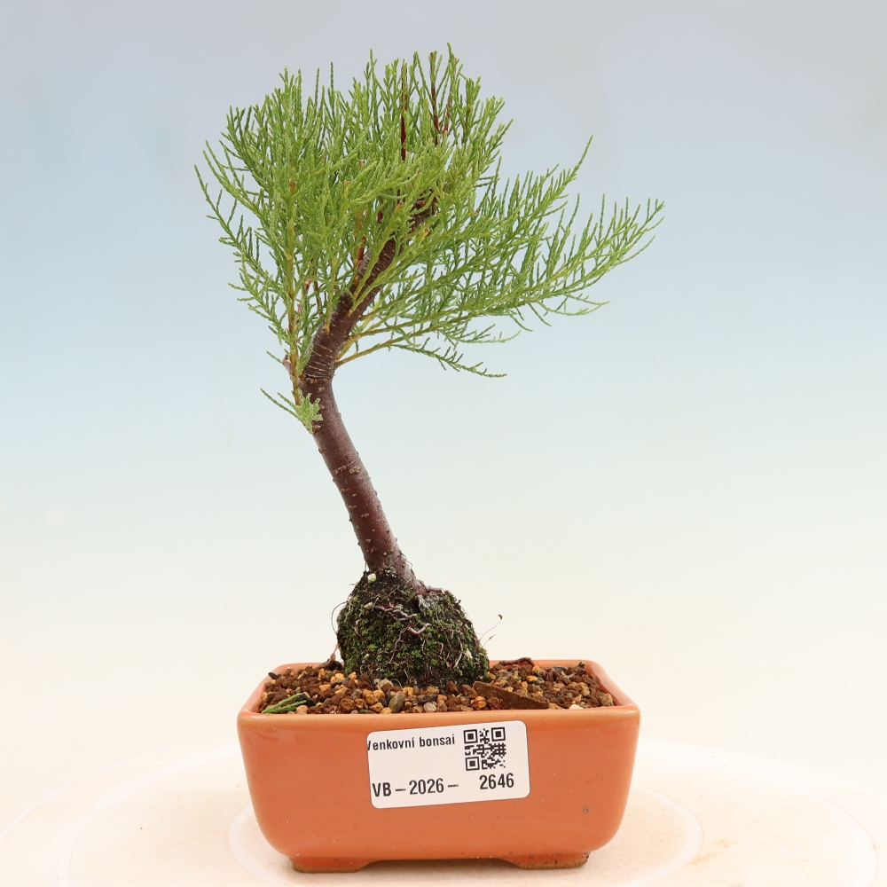 Bonsai für draußen - Tamariske - Tamarix