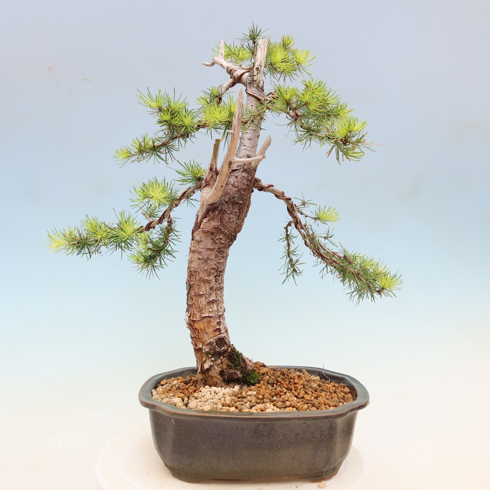 Bonsai für draußen -Larix decidua - Lärche
