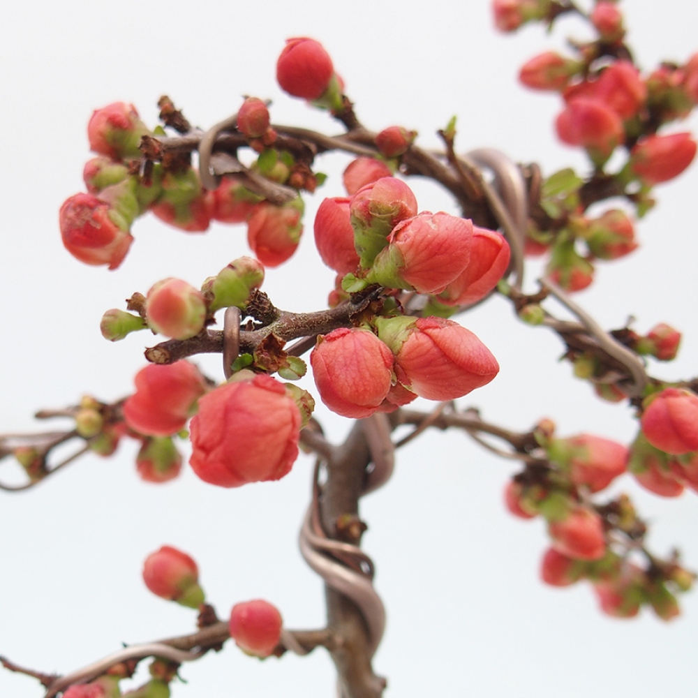 Außen Bonsai - Chaenomeles mit Red Joy -. Quitte