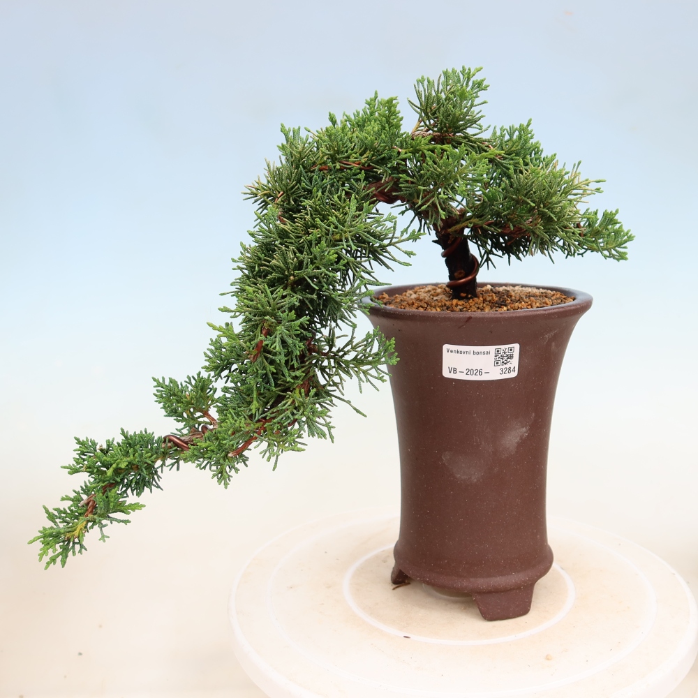 Bonsai für draußen - Juniperus chinensis Kishu