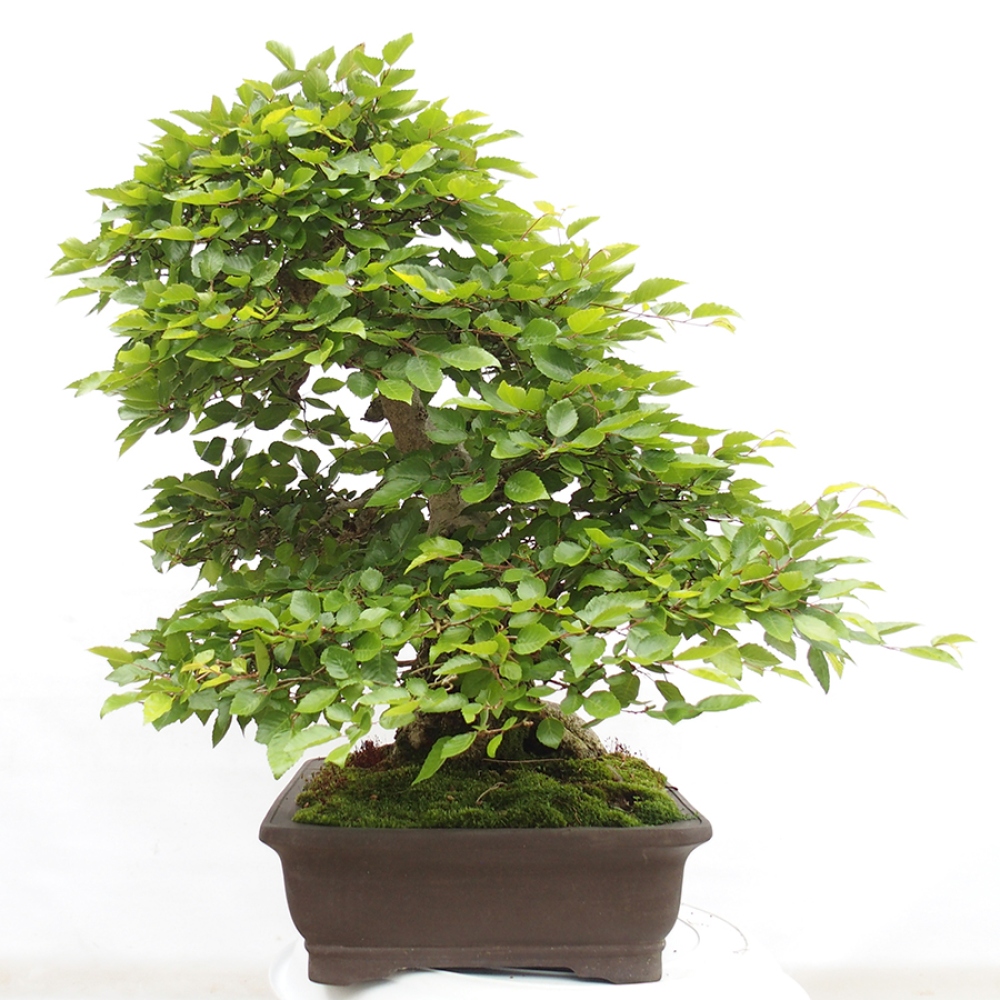 Bonsai im Freien -Carpinus CARPINOIDES - Koreanische Hainbuche