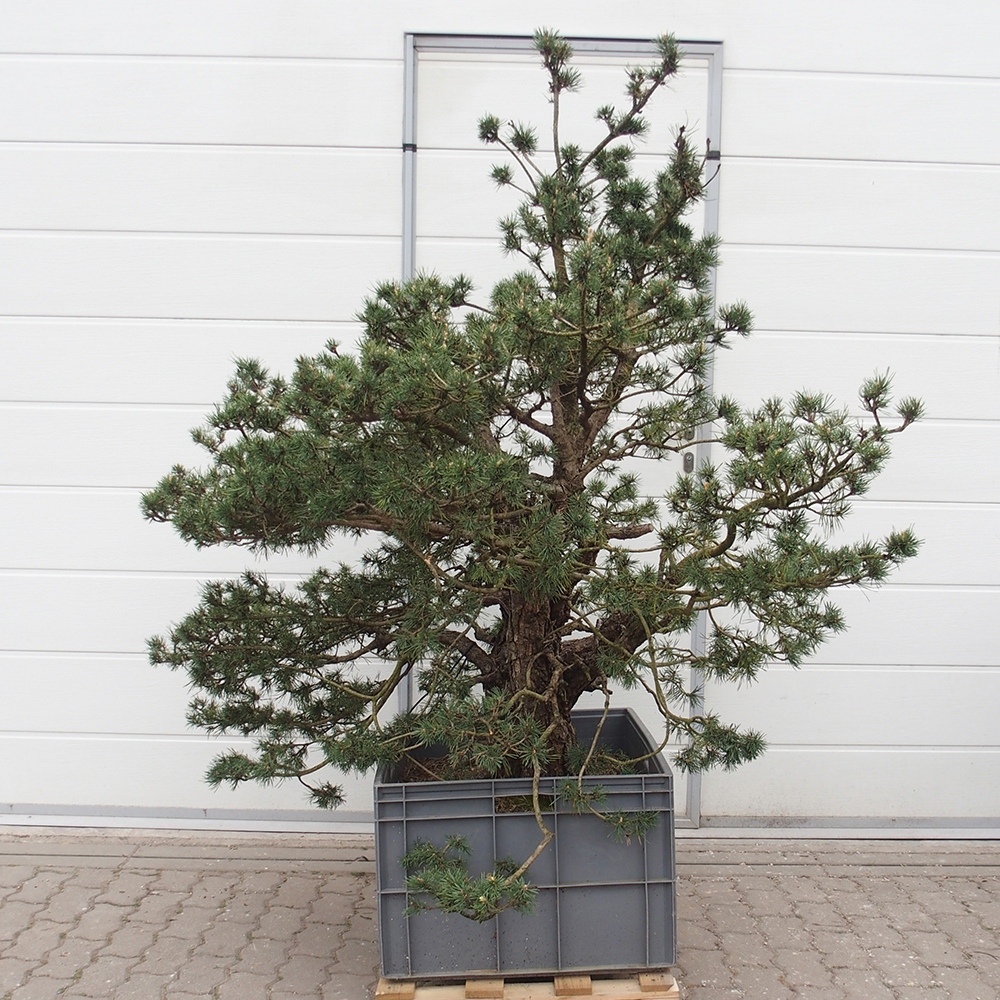 Yamadori - Pinus sylvestris 