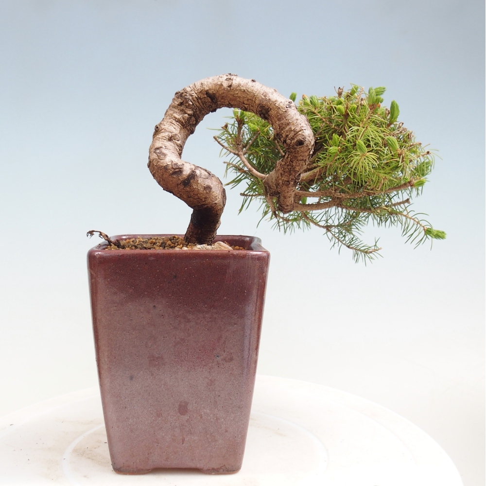 Bonsai für draußen - Fichte - Picea glauca globe
