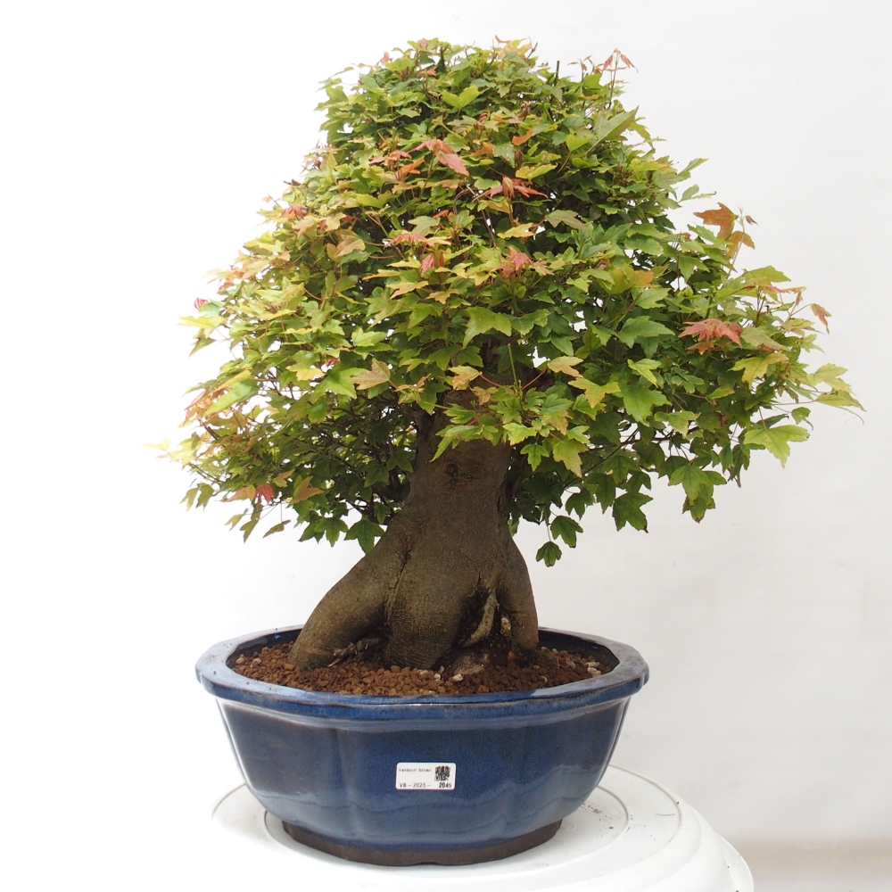 Bonsai im Freien - Ahorn Buergerianum - Burger Maple