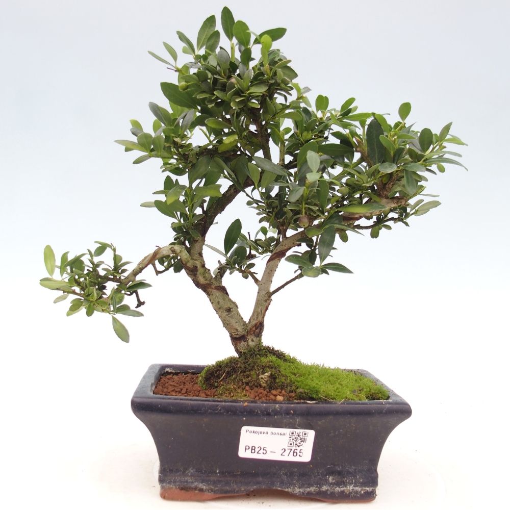 Indoor bonsai - Ilex crenata - Holly