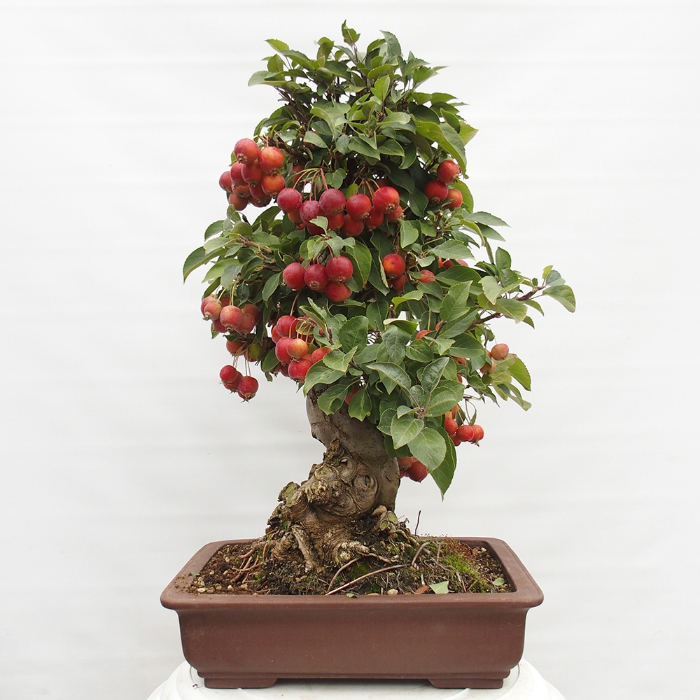Bonsai im Freien - Malus halliana - Kleinfruchtiger Apfelbaum