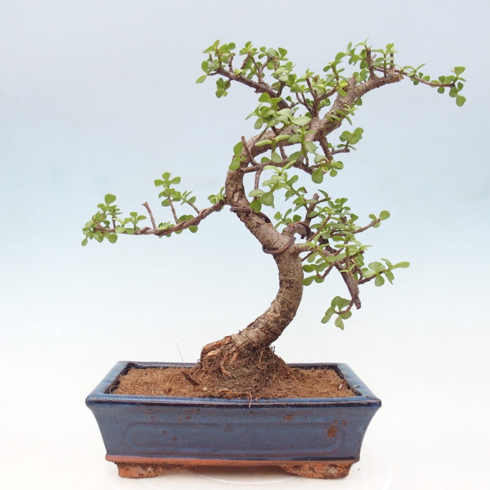 Zimmer Bonsai - Portulakaria Afra - Tlustice