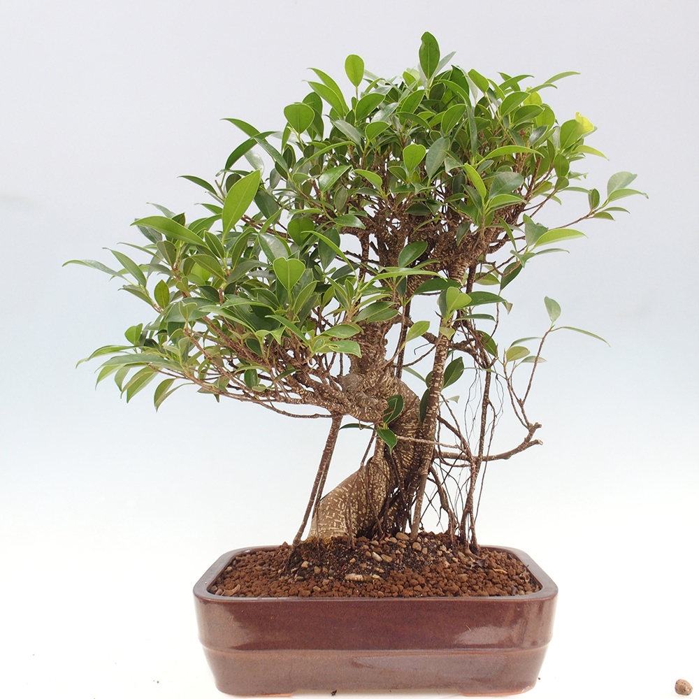 Zimmerbonsai - Ficus kimmen - kleinblättriger Ficus