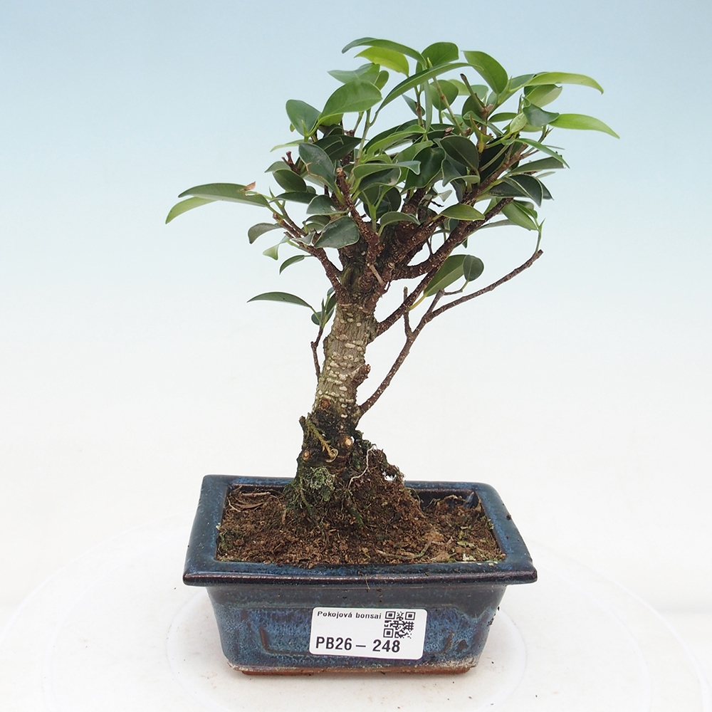 Zimmer Bonsai Ficus retusa kimmen