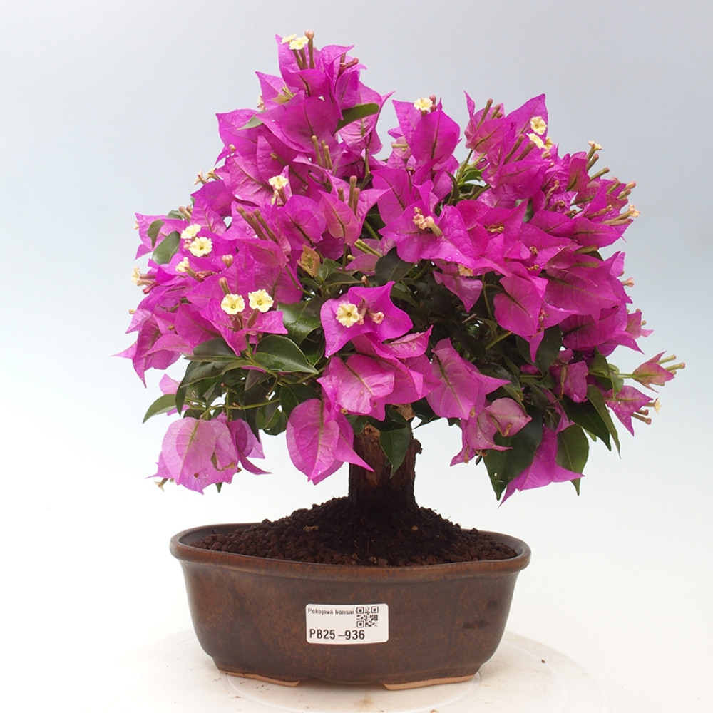 Indoor Bonsai - Bouganwilea