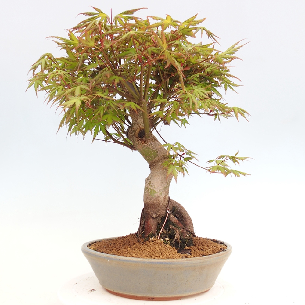 Bonsai im Freien - Acer palmatum - Auburn Ahorn