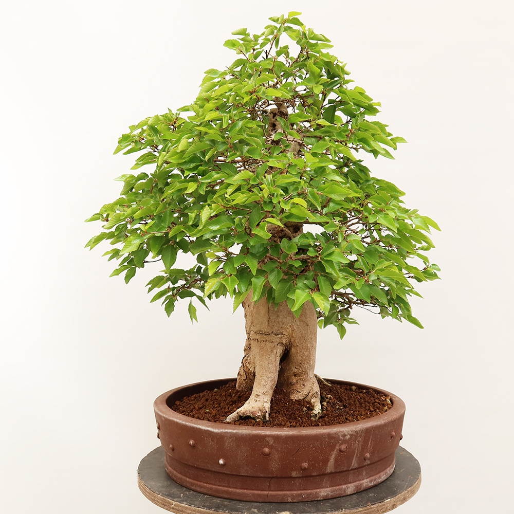 Bonsai im Freien - Carpinus Coreana - Koreanische Hainbuche