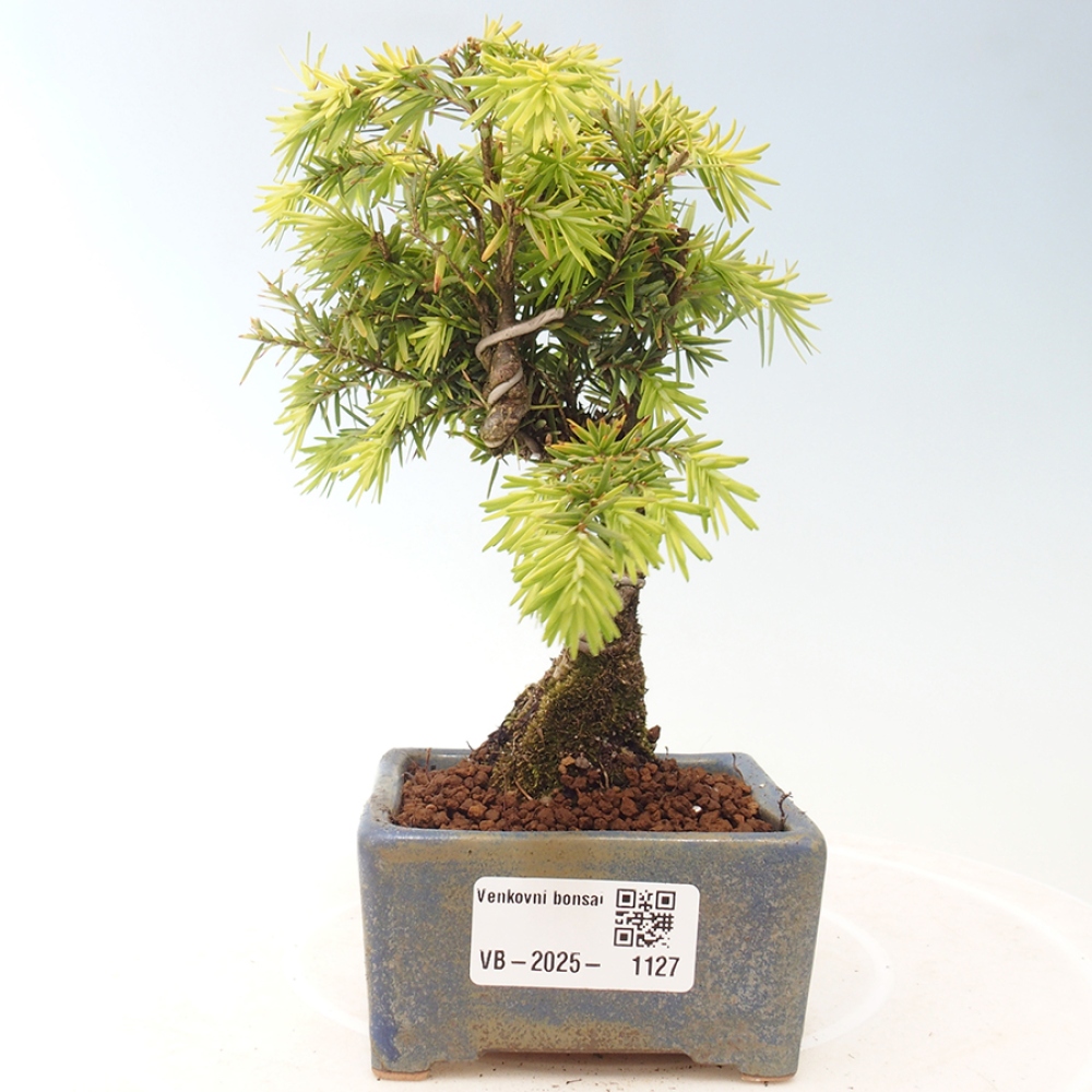 Bonsai im Freien - Tsuga canadensis - Hemlocktanne