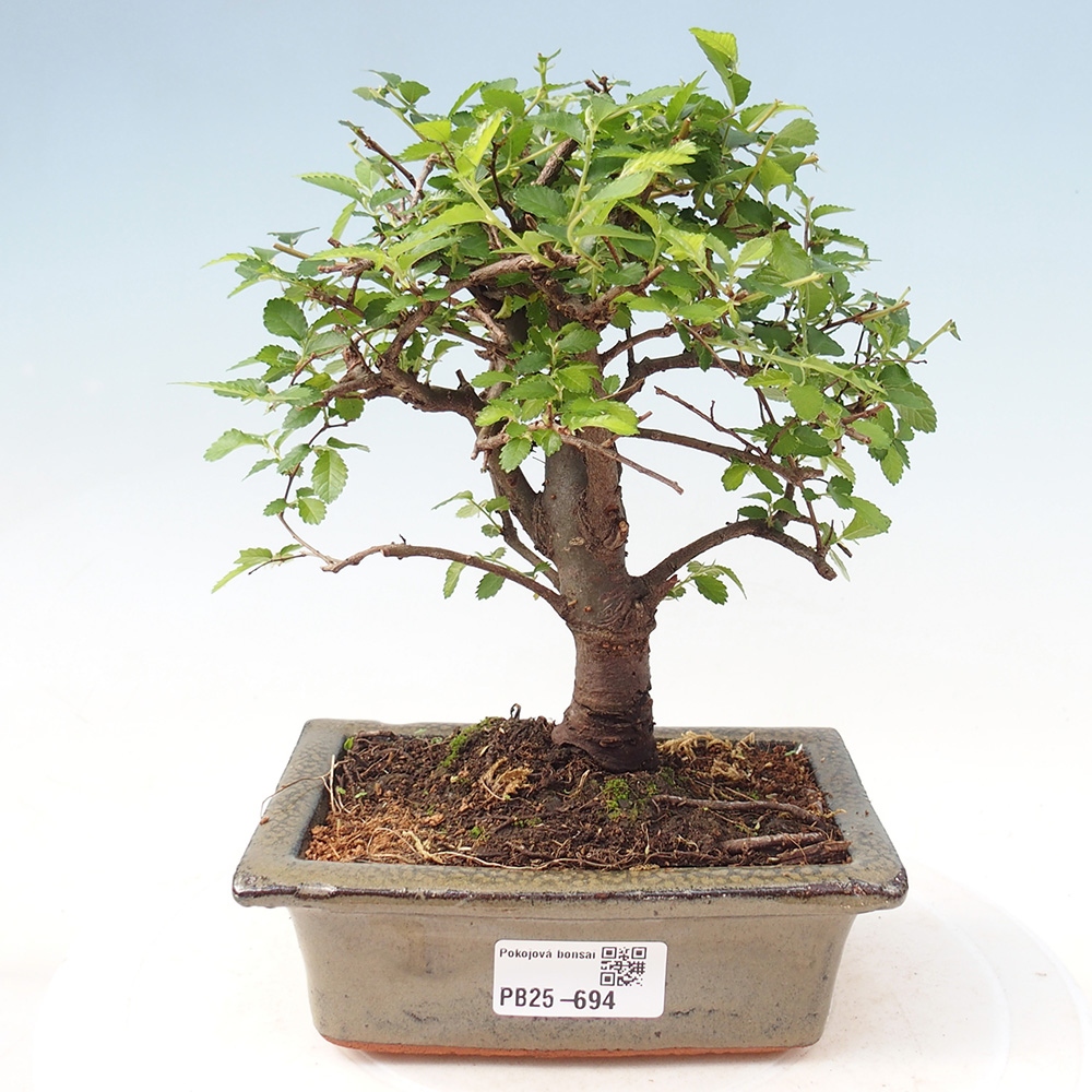 Zimmerbonsai - Ulmus parvifolia - Kleinblättrige Ulme
