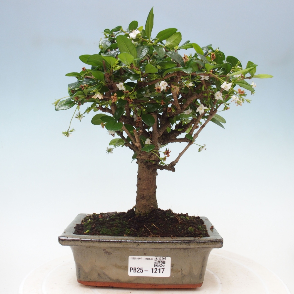 Zimmerbonsai - Carmona Macrophylla - Fuki-Tee