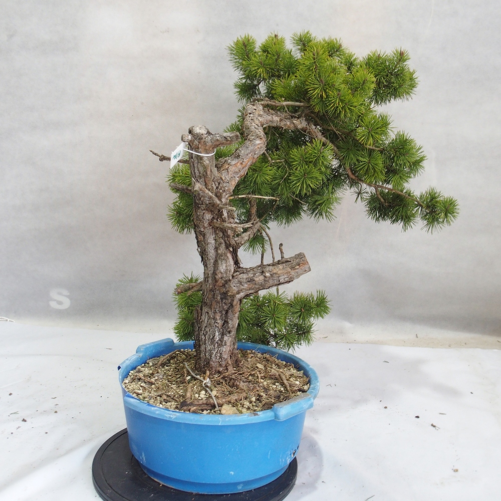 Yamadori - Pinus sylvestris 