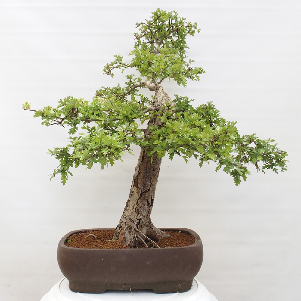 Bonsai im Freien - Weißdorn - Crataegus monogyna