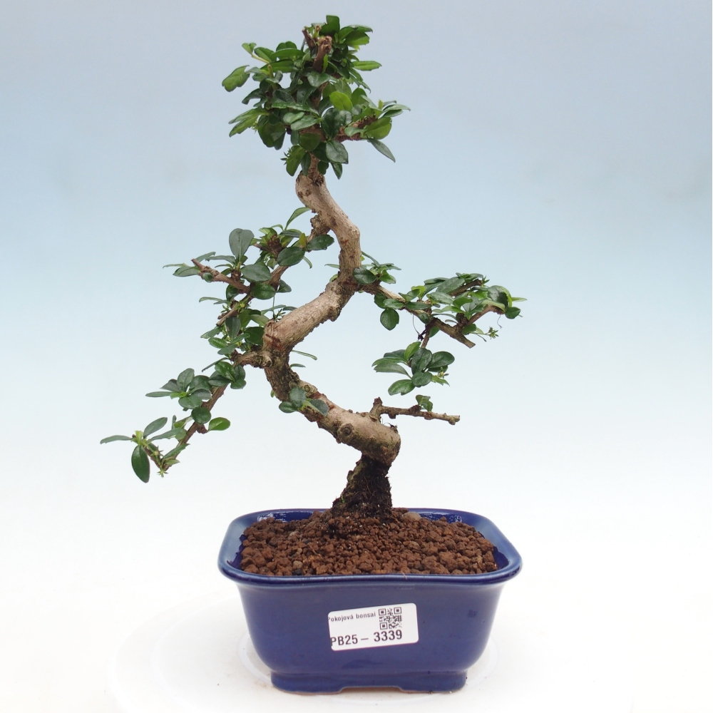 Zimmerbonsai - Carmona Macrophylla - Fuki-Tee