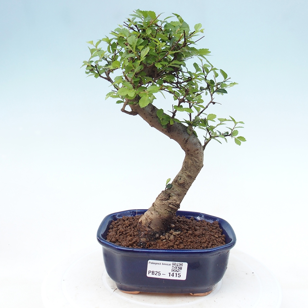Zimmer Malolistý Ulme Bonsai