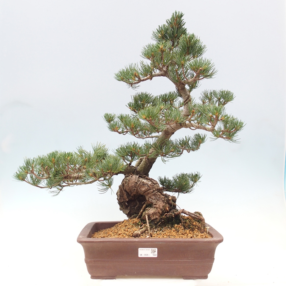 Bonsai für draußen - Pinus parviflora - Pinus parviflora