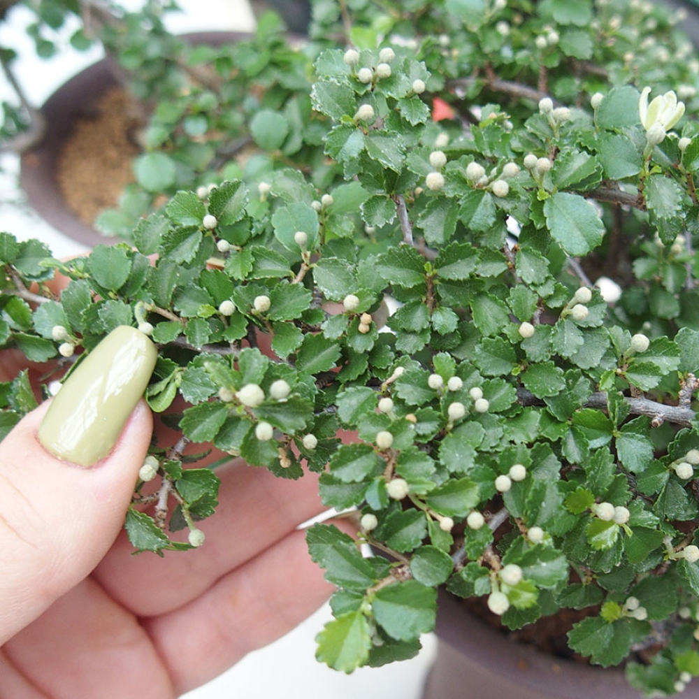 Zimmerbonsai - Grewia sp. - Kleinblättriges Grewie