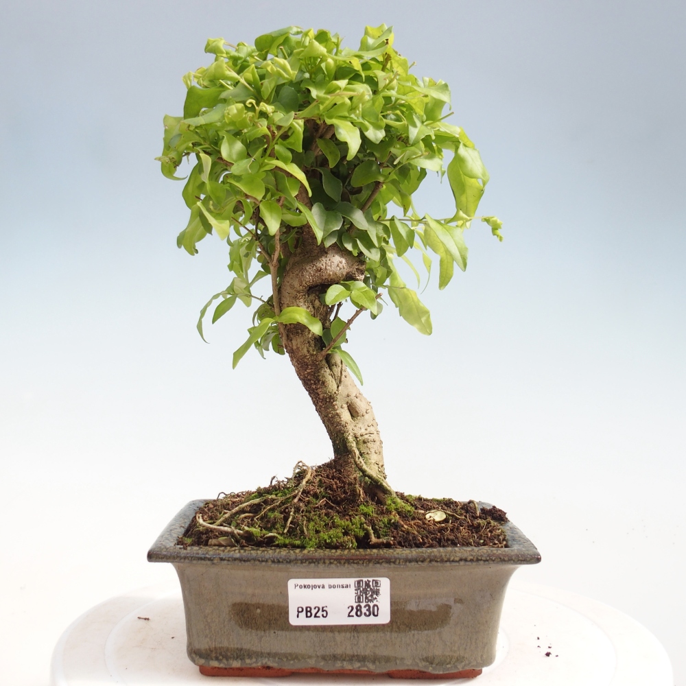 Zimmerbonsai - Ligustrum chinensis - Vogelperspektive