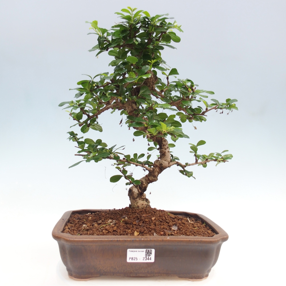 Zimmer Bonsai - Carmona macrophylla - Tea Fuki