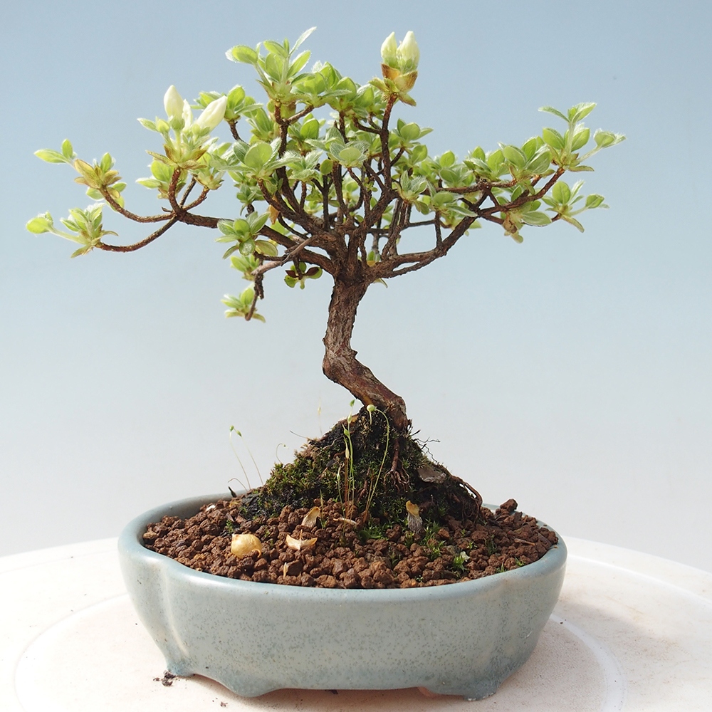 Outdoor-Bonsai - Rododendron indicum - Japanische Azalee