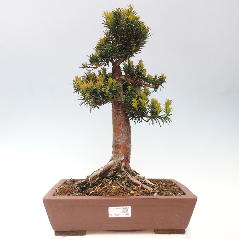 Bonsai im Freien - Taxus cuspidata - Japanische Eibe