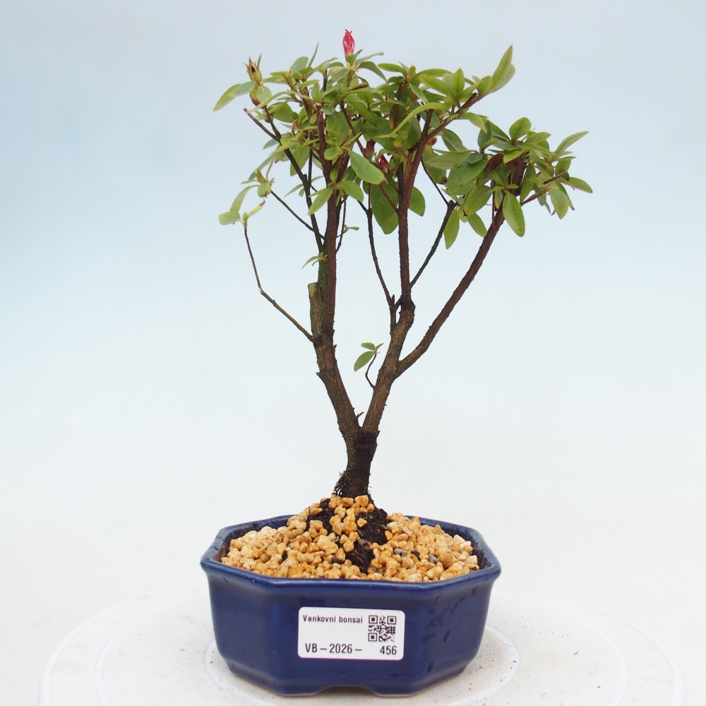 Bonsai für draußen - Japanische Azalee - Azalea sp.