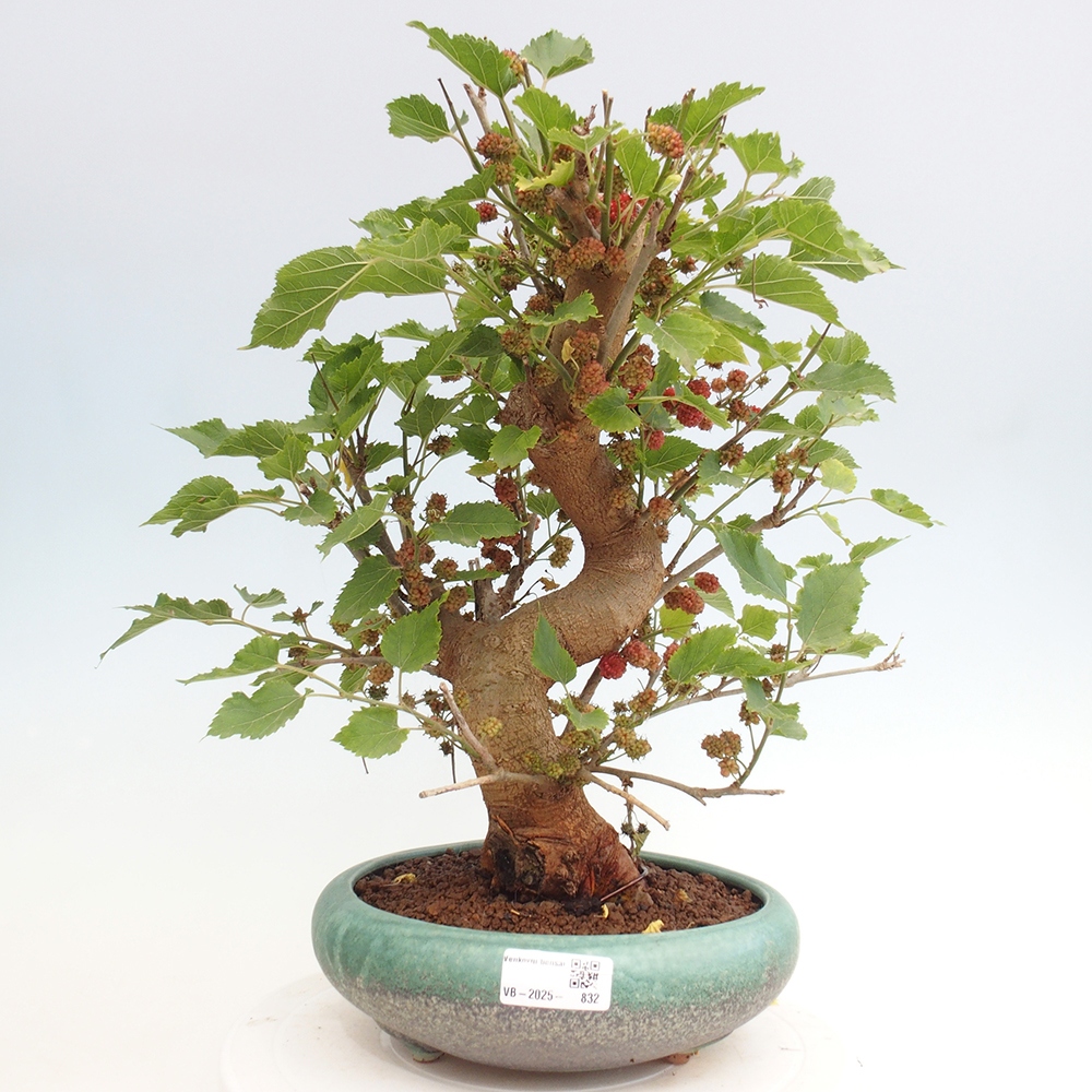 Bonsai im Freien - Morus alba - Maulbeere
