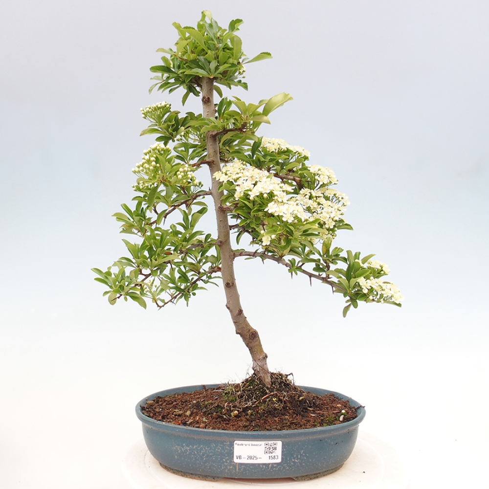 Outdoor Bonsai-Pyracanta Teton -Bäckerei