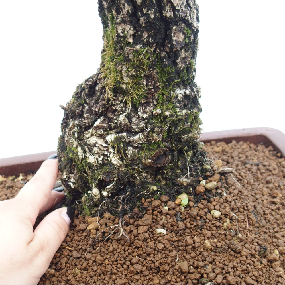 Yamadori - Quercus Ilex - Steineiche