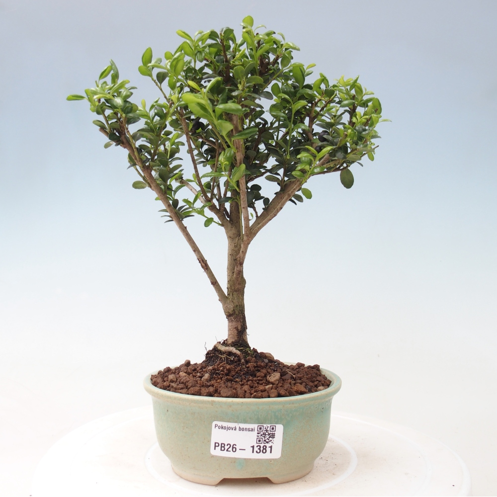 Zimmer Bonsai - Ilex crenata - Stechpalme