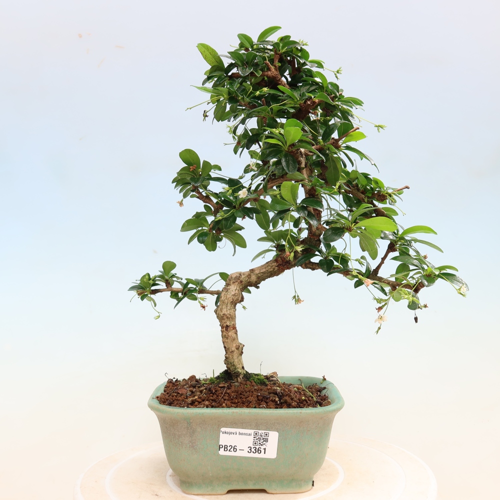 Zimmer-Bonsai - Carmona macrophylla - Tee-Fuki