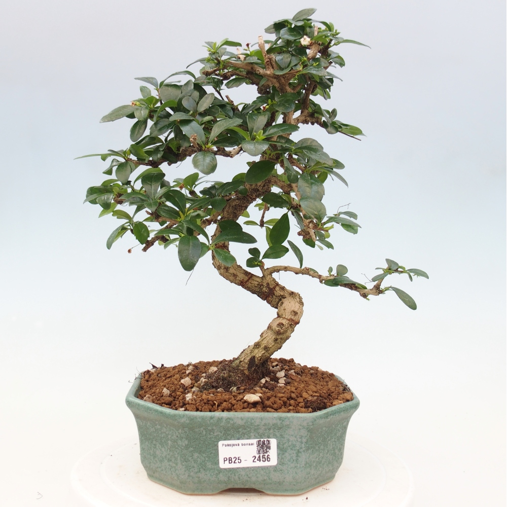 Zimmer Bonsai - Carmona macrophylla - Tea Fuki