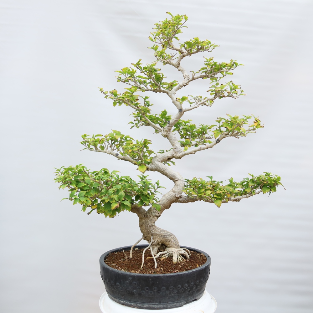 Bonsai für den Außenbereich – Hibiscus syriacus – Syrischer Hibiskus