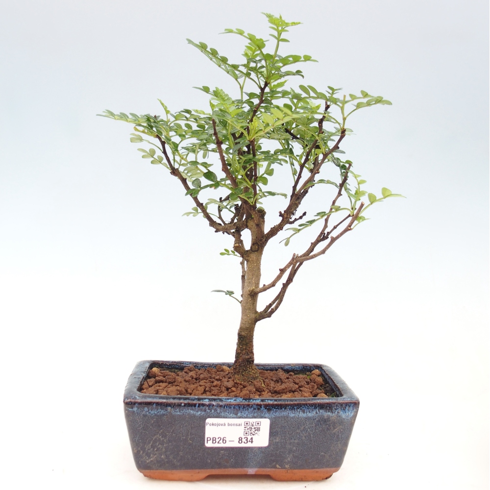 Zimmer Bonsai - Zantoxylum piperitum - Pfefferbaum