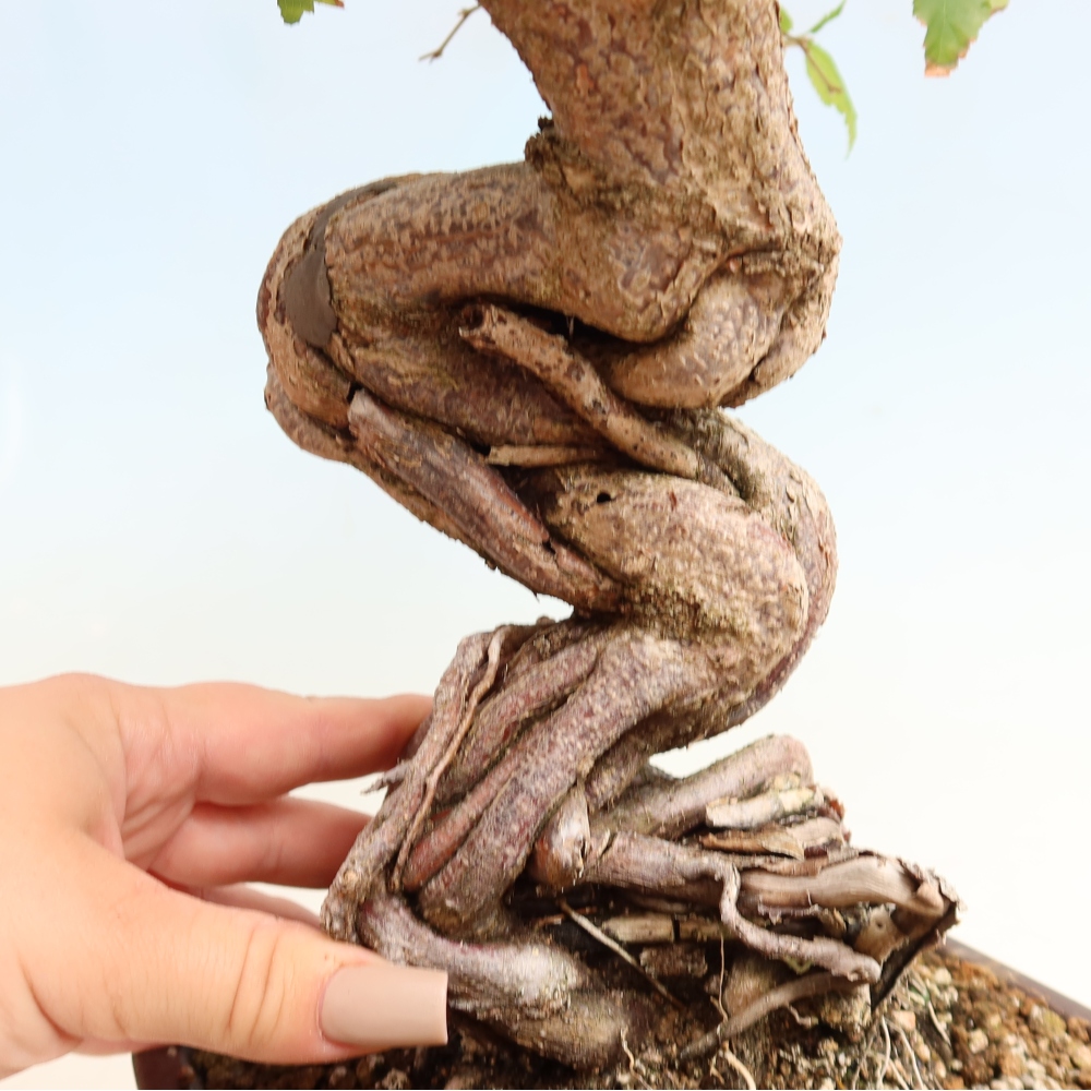 Bonsai für draußen -Carpinus CARPINOIDES - Koreanische Hainbuche
