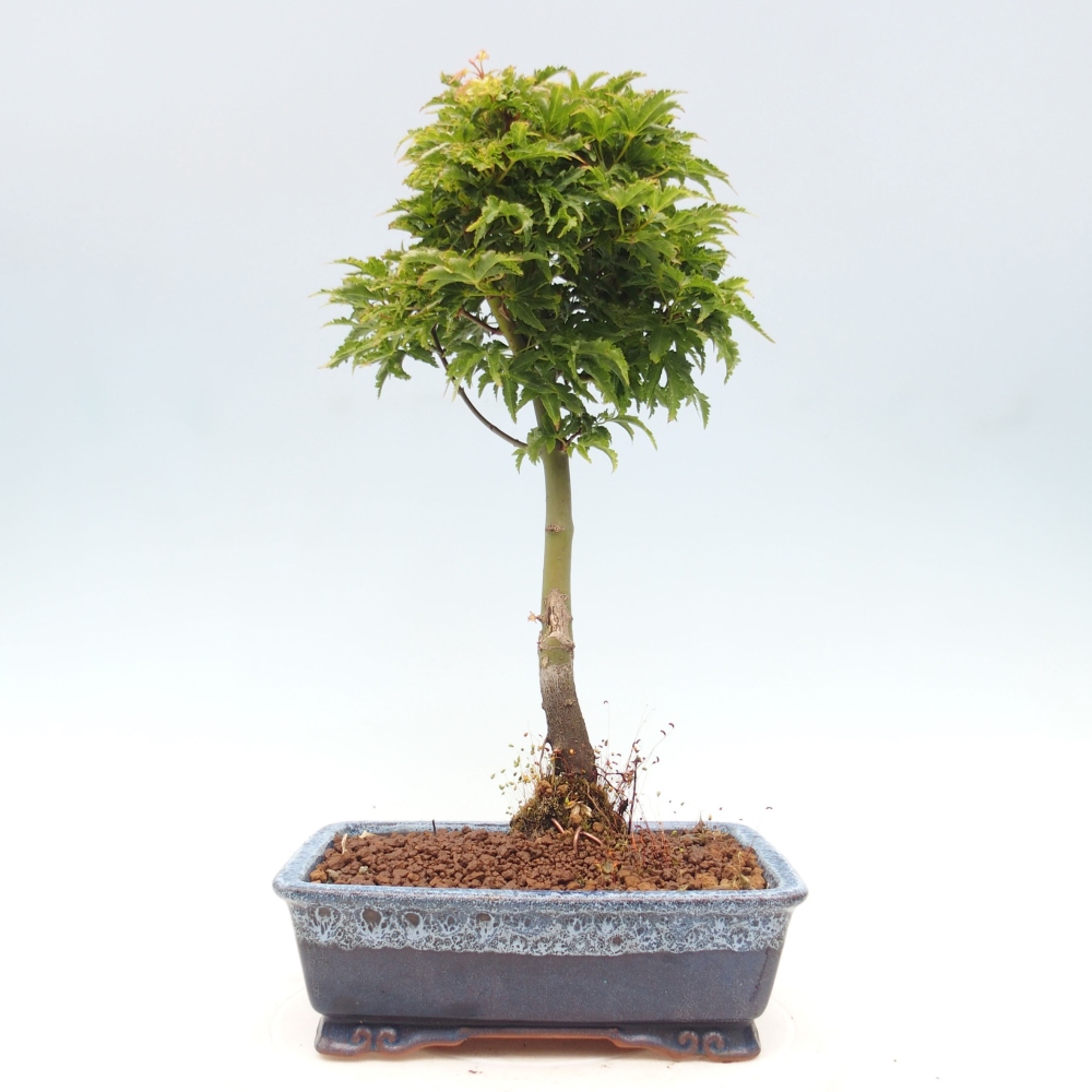 Bonsai im Freien - Acer palmatum Shishigashira-Ahorn