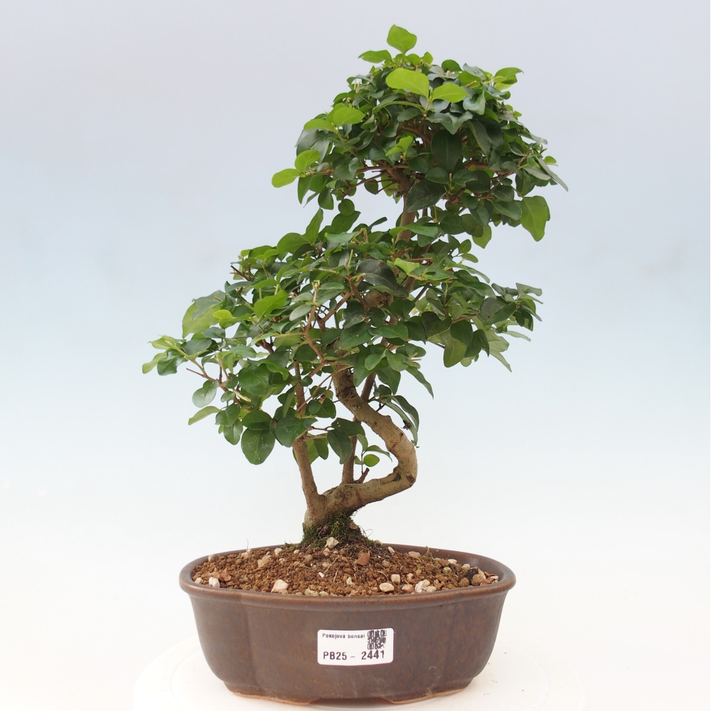 Indoor Bonsai -Ligustrum chinensis - Vogelschnabel