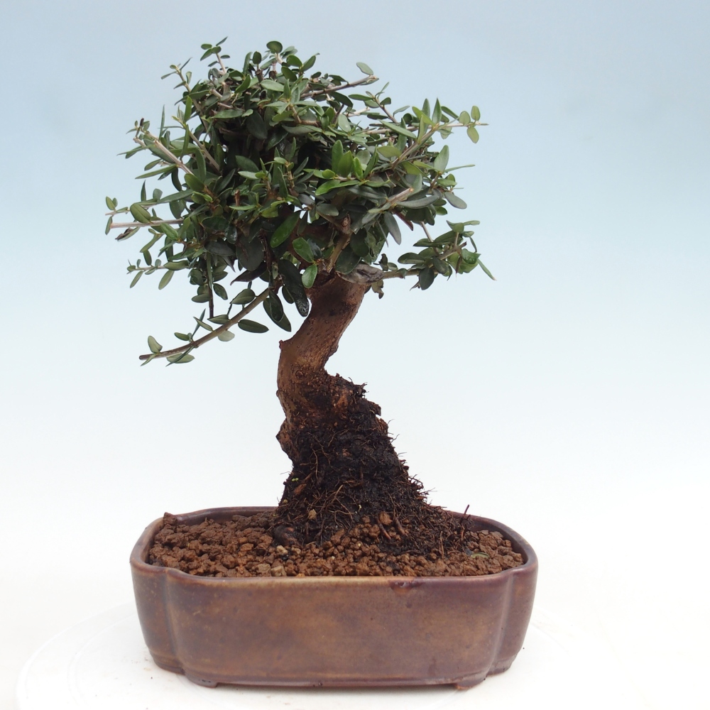 Zimmerbonsai - Olea europaea sylvestris