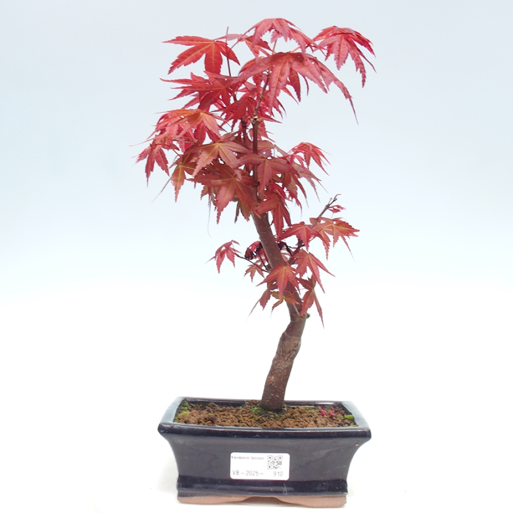 Outdoor bonsai - dlanitolistý klon - Acer palmatum DESHOJO