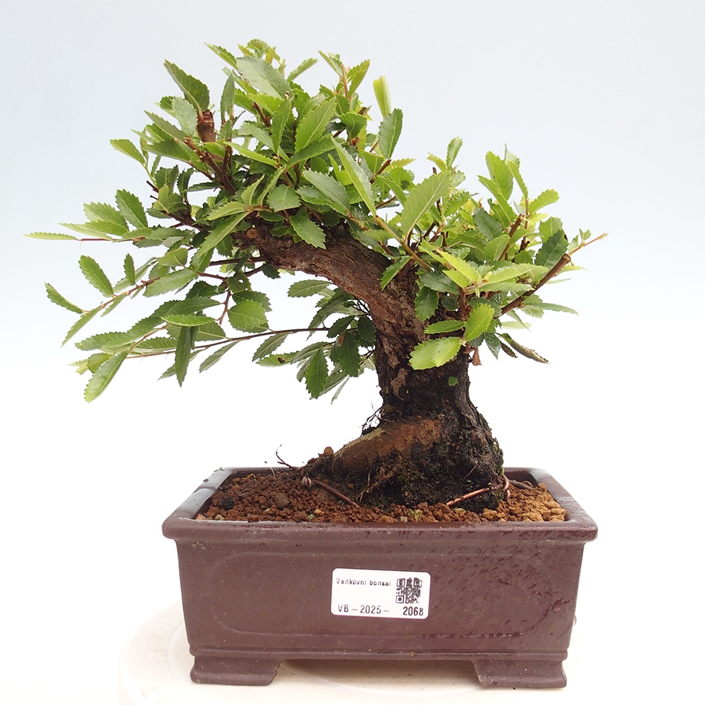 Bonsai im Freien - Zelkova - Zelkova NIRE