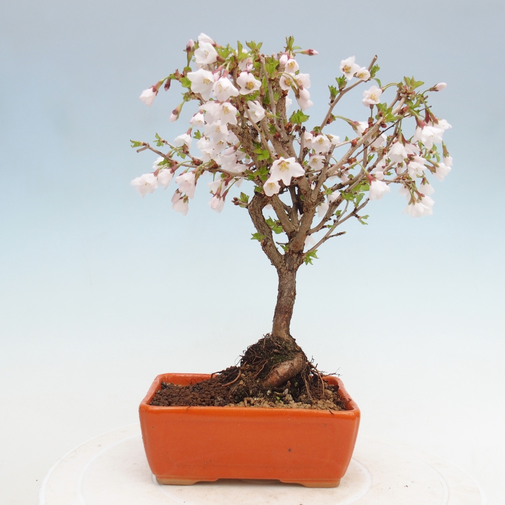 Bonsai für draußen - Prunus incisa Kojou-no mai-Plivon ausgeschnitten