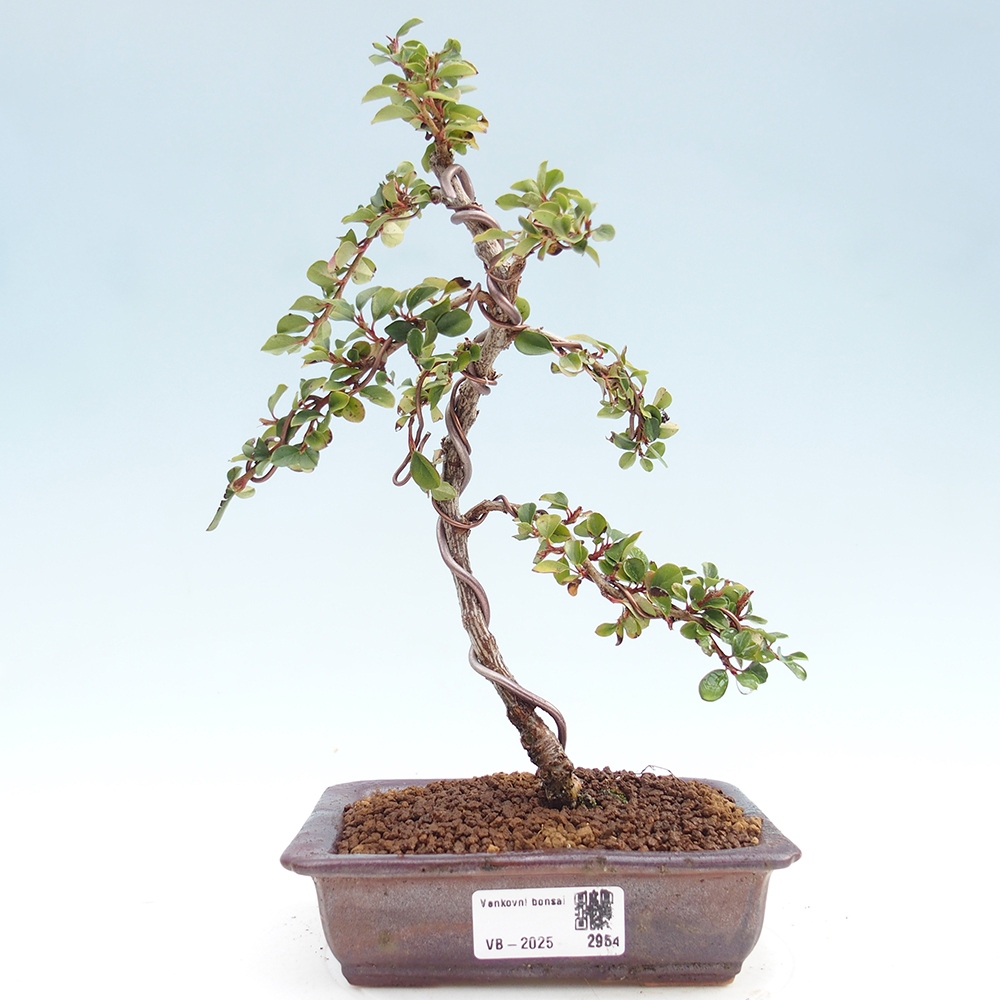 Bonsai im Freien - Cotoneaster horizontalis - Felsenbaum