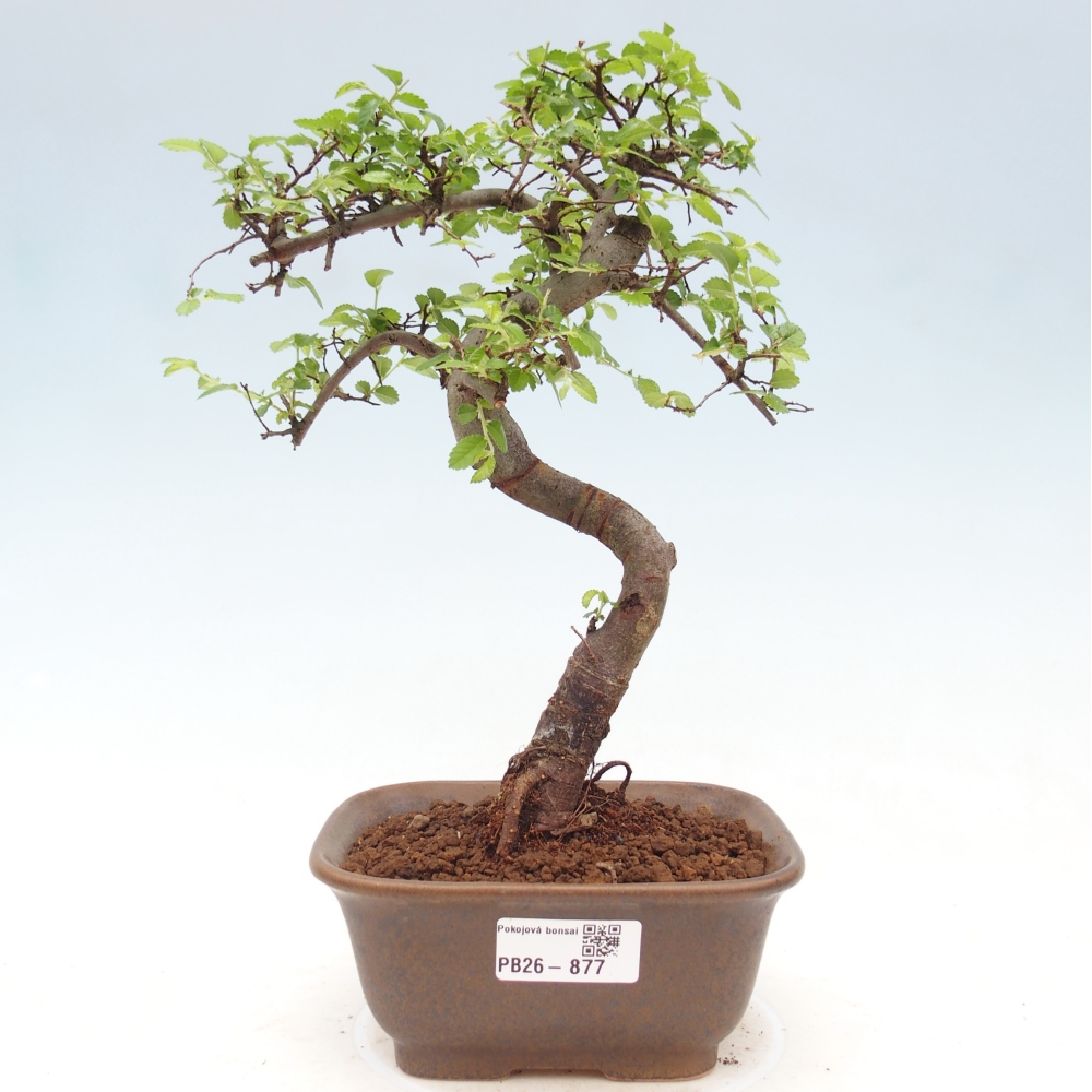 Zimmerbonsai - Ulmus parvifolia - Kleinblättrige Ulme