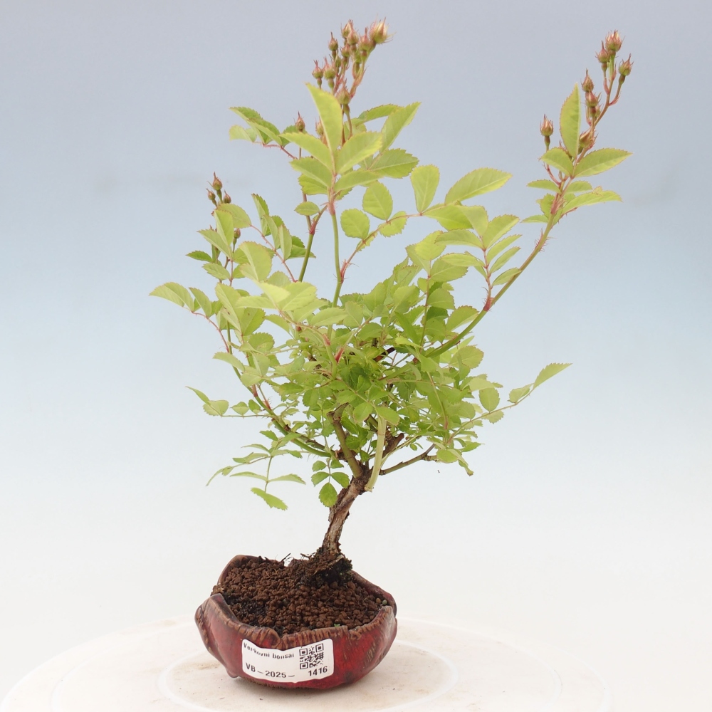 Freilandbonsai - Rosa sp. - kleinblumige Rose
